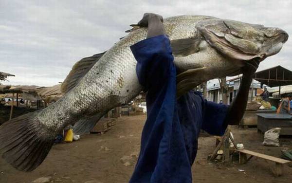 十大最大的淡水鱼排行榜