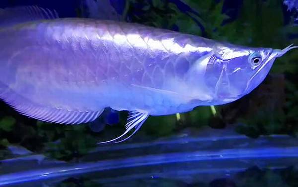 鱼类的祖先是什么动物?