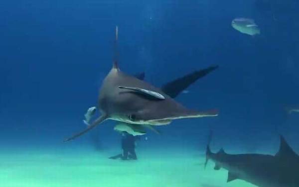 鱼类的祖先是什么动物?