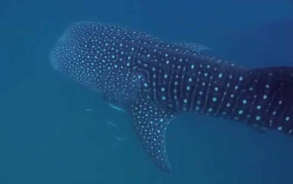 最大的鱼是什么鱼?