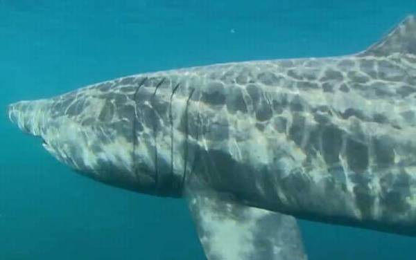 最大的鱼是什么鱼?