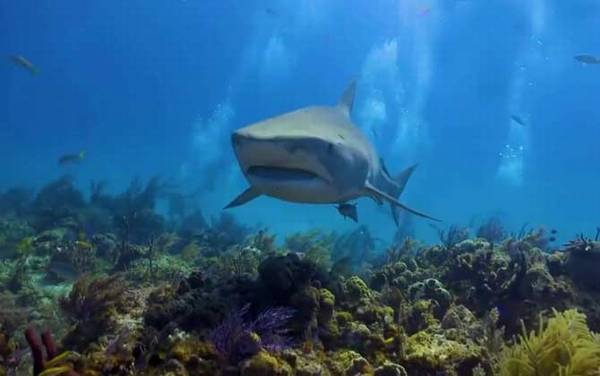 最大的鱼是什么鱼?