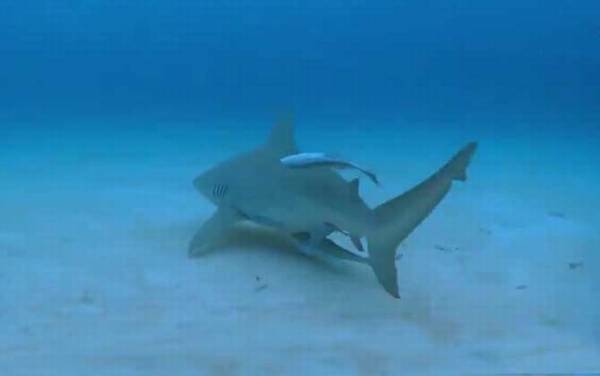 最大的鱼是什么鱼?