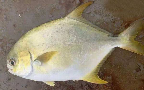 金鲳鱼价格多少钱一斤?