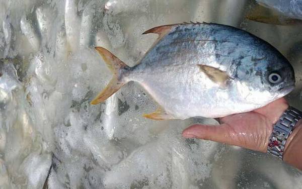 金鲳鱼价格多少钱一斤?