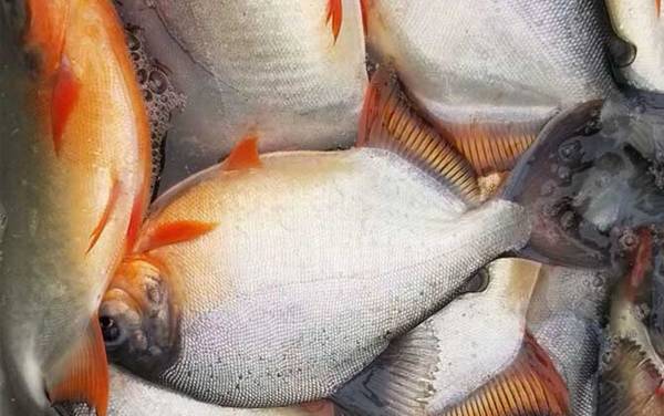 红鲳鱼价格多少钱一斤?