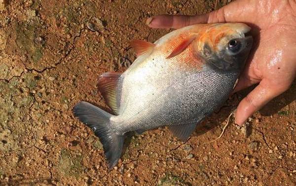淡水白鲳是什么鱼?