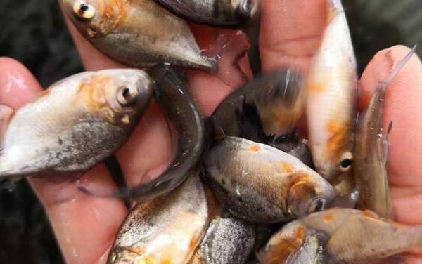 淡水白鲳吃什么食物?