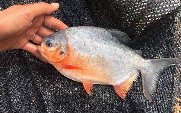 淡水白鲳吃什么食物?