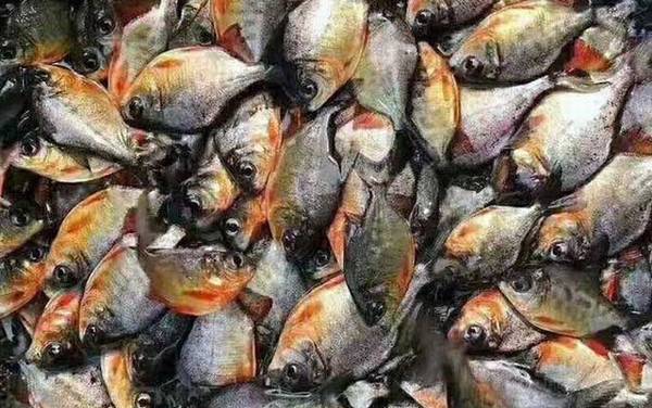 淡水白鲳价格多少钱一斤?