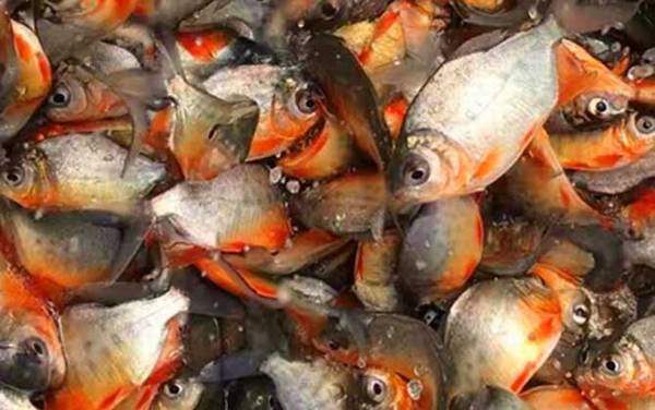 淡水白鲳价格多少钱一斤?