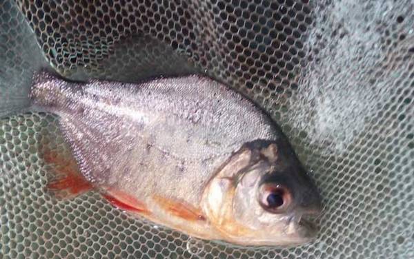 淡水白鲳为什么那么便宜?