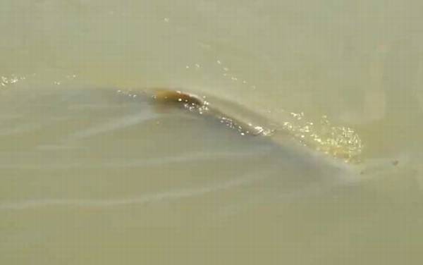 鳡鱼价格多少钱一斤?