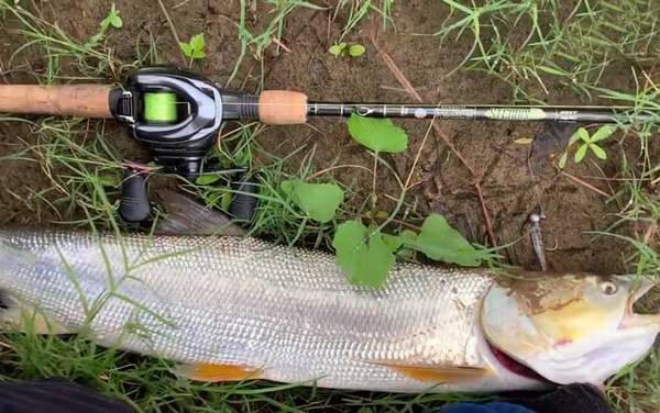 鳡鱼是淡水鱼还是海水鱼?