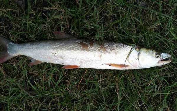 鳡鱼和翘嘴有什么区别?