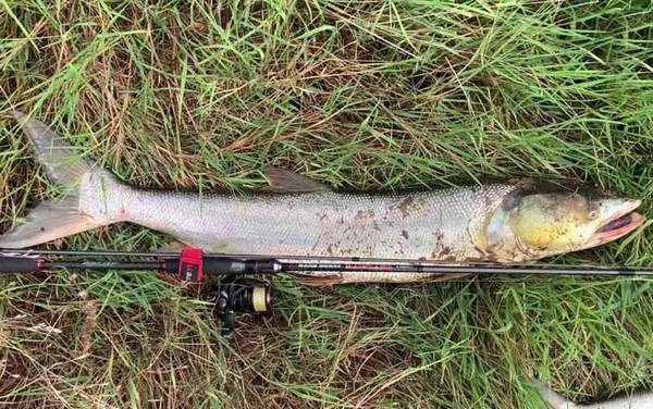 鳡鱼和翘嘴有什么区别?