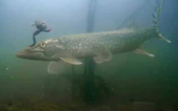 鳡鱼和狗鱼有什么区别?