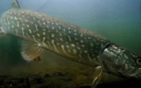 鳡鱼和狗鱼有什么区别?