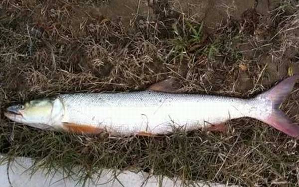 鳡鱼是二级保护鱼类吗?