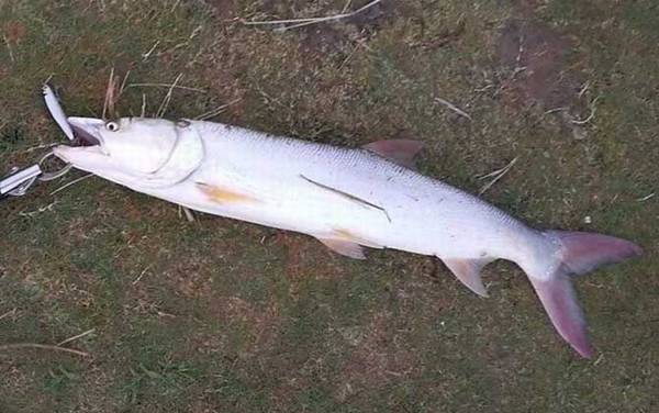 鳡鱼是二级保护鱼类吗?