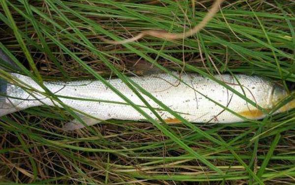 鳡鱼和黑鱼哪个厉害?