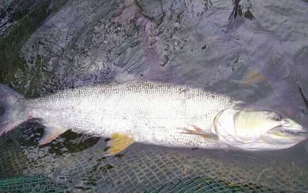 鳡鱼生活在什么水域?