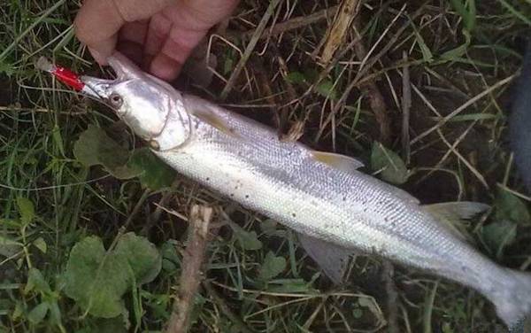 鳡鱼生活在什么水域?