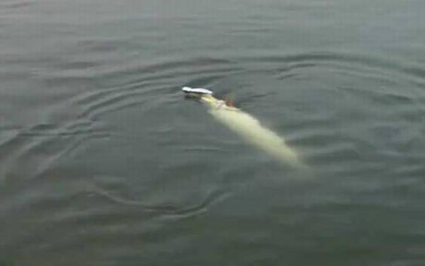 鳡鱼冬天还进食吗?