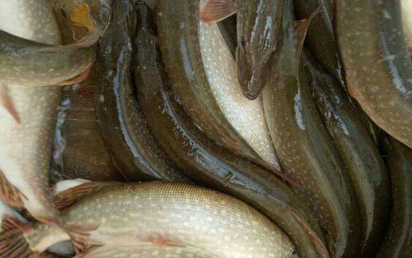 白斑狗鱼是什么鱼?