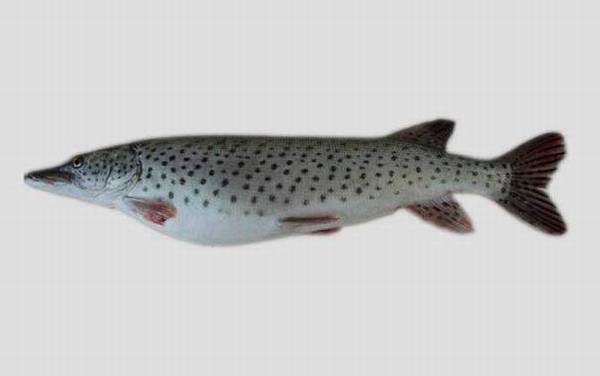 黑斑狗鱼是什么鱼?