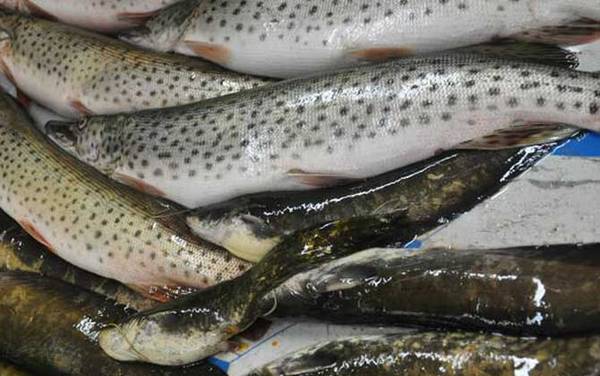 黑斑狗鱼是什么鱼?