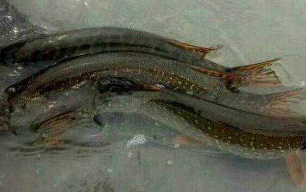 狗鱼价格多少钱一斤?