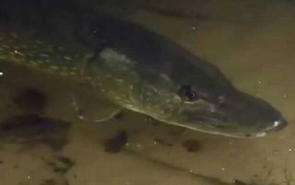 狗鱼价格多少钱一斤?