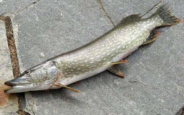 狗鱼价格多少钱一斤?