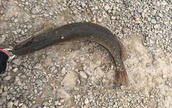 狗鱼为什么叫狗鱼?