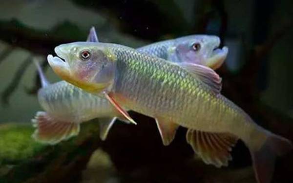 马口鱼是什么鱼?