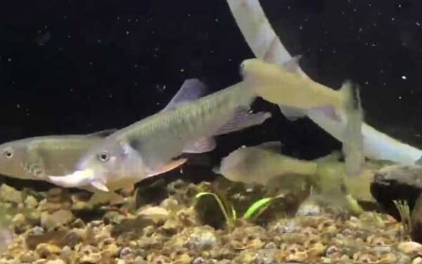 马口鱼是什么鱼?