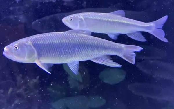 马口鱼是什么鱼?