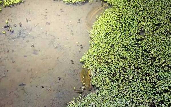 黄鳝进洞是头先进还是尾巴先进?