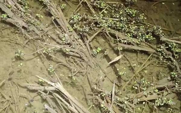 黄鳝进洞是头先进还是尾巴先进?