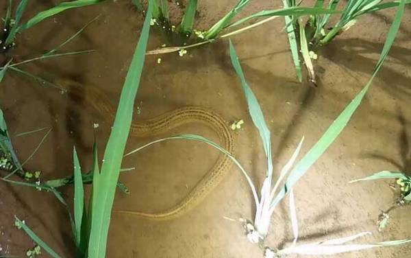 抓回来的野生黄鳝怎么养?