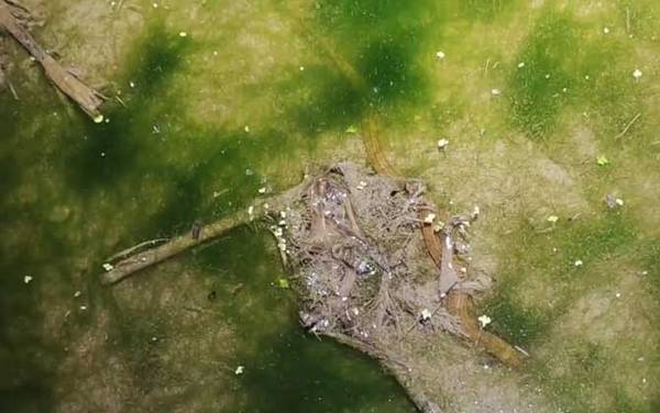 抓回来的野生黄鳝怎么养?