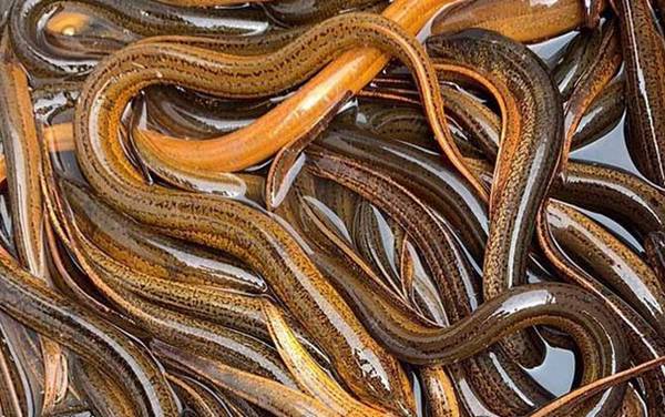 黄鳝煮多久能把寄生虫杀死?