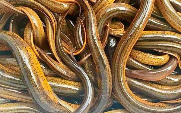 黄鳝煮多久能把寄生虫杀死?