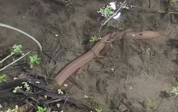 怎么判断一个地方有没有黄鳝?