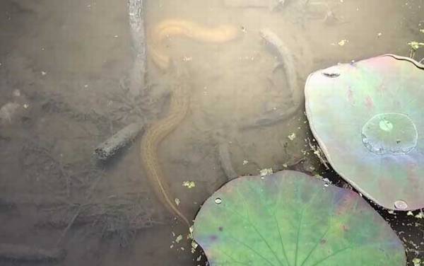 怎么判断一个地方有没有黄鳝?