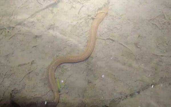 怎么判断一个地方有没有黄鳝?