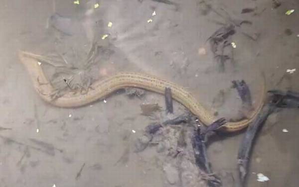 蛇为什么怕黄鳝?