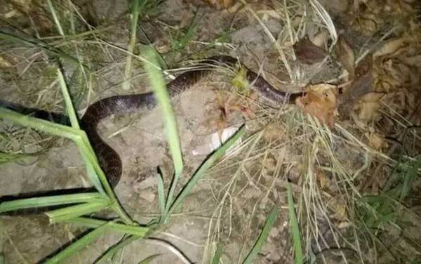 蛇为什么怕黄鳝?