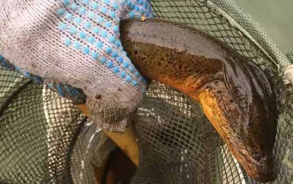 黄鳝会变成蛇吗?